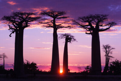 baobab tree