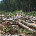 Image: cut down trees