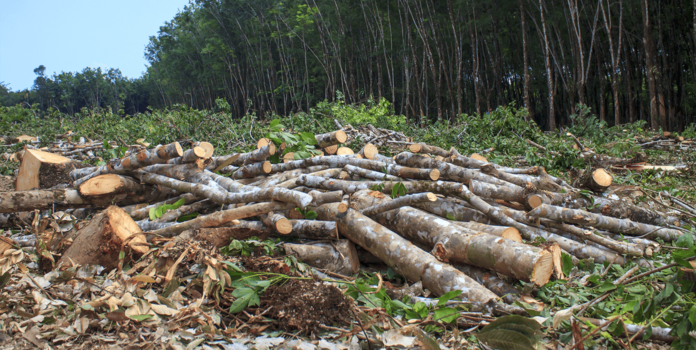 cut down trees